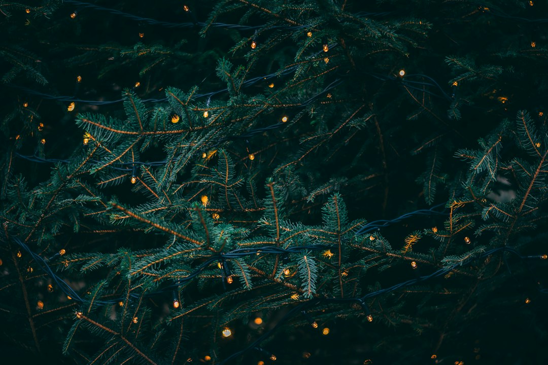 Winterse kerstsfeer