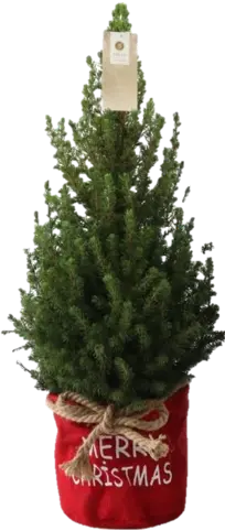 Kerstboom.webp